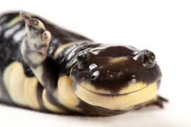 Tiger Salamander - Image 2