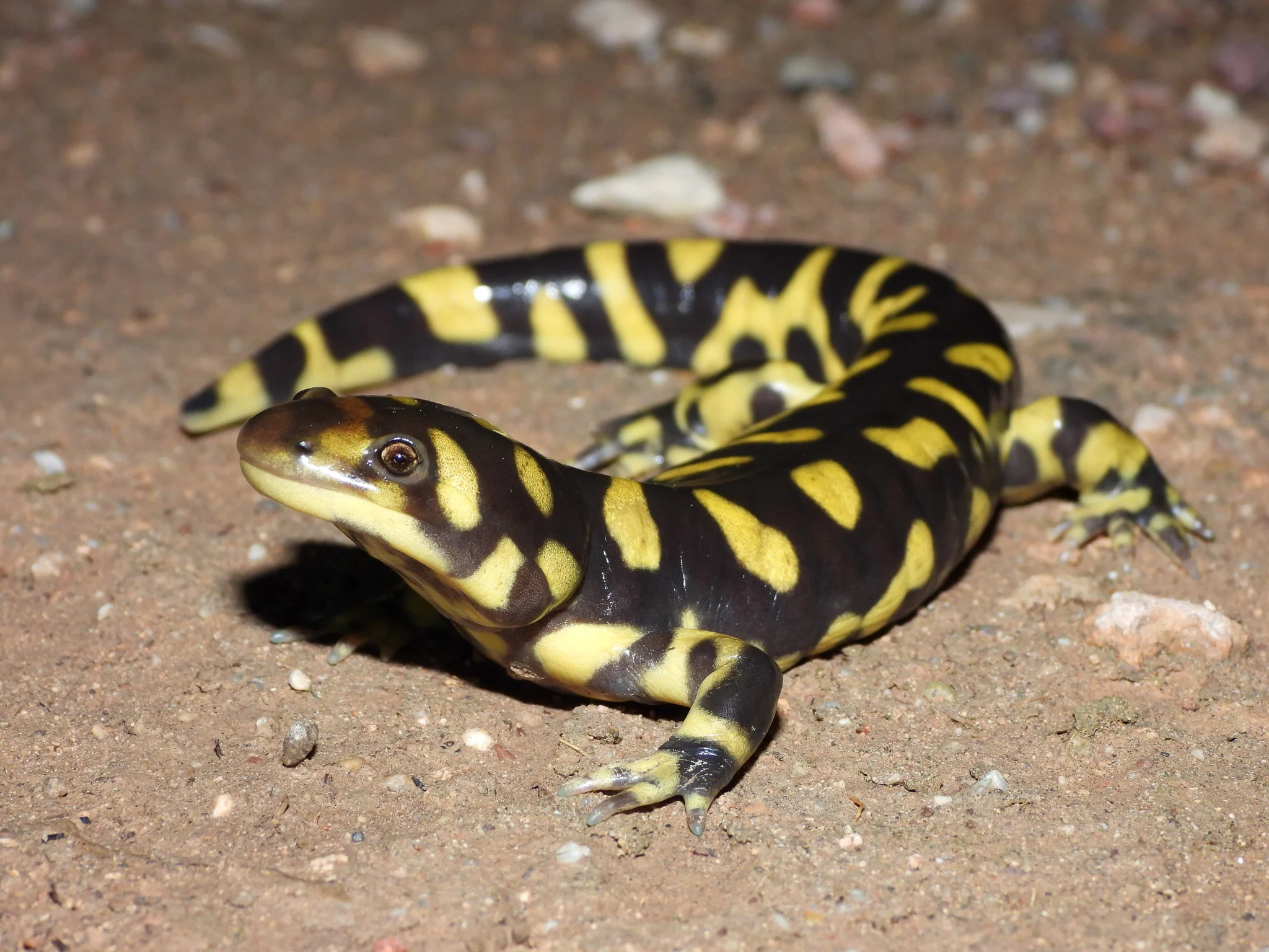 Tiger Salamander - Image 3
