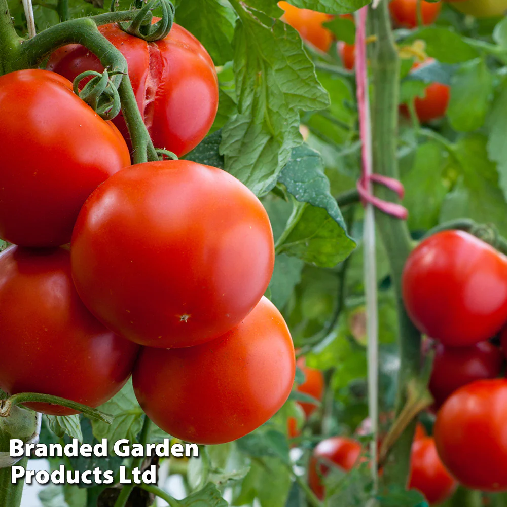 Tomato 'Crimson Crush' F1 - Image 2