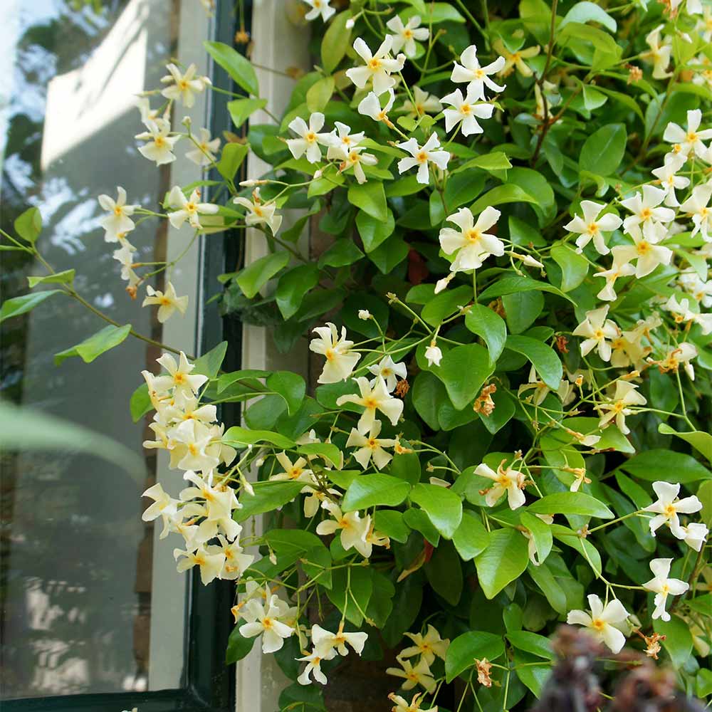 Trachelospermum jasminoides 'Star of Toscana' - Very Fragrant - Image 2