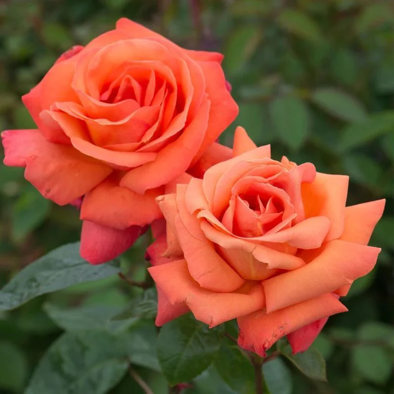Troika Hybrid Tea Rose 4.5 Litre - Image 2
