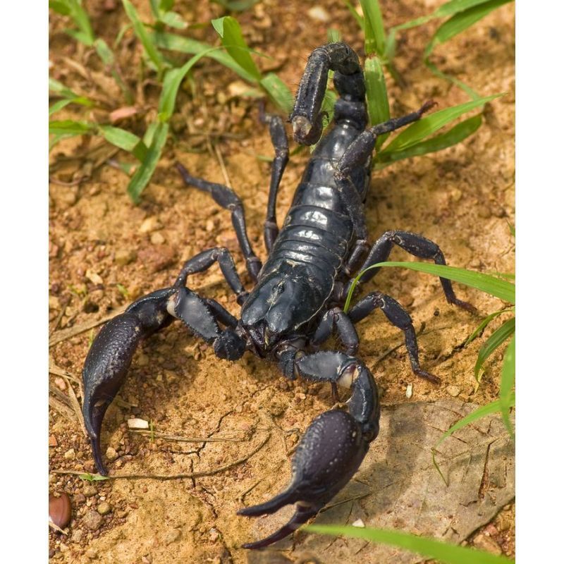 Vietnam Forest Scorpion (Heterometrus laoticus) - Image 3