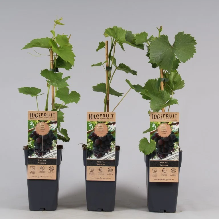Grape Vitis 'Vanessa' | Single Cane (2 Litre) - Image 2