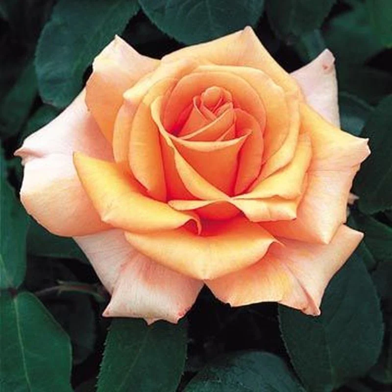Warm Wishes Hybrid Tea Rose 4.5 Litre