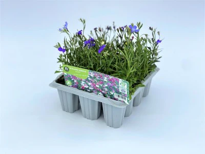 Lobelia Mixed Trailing 12 Pack - Image 2