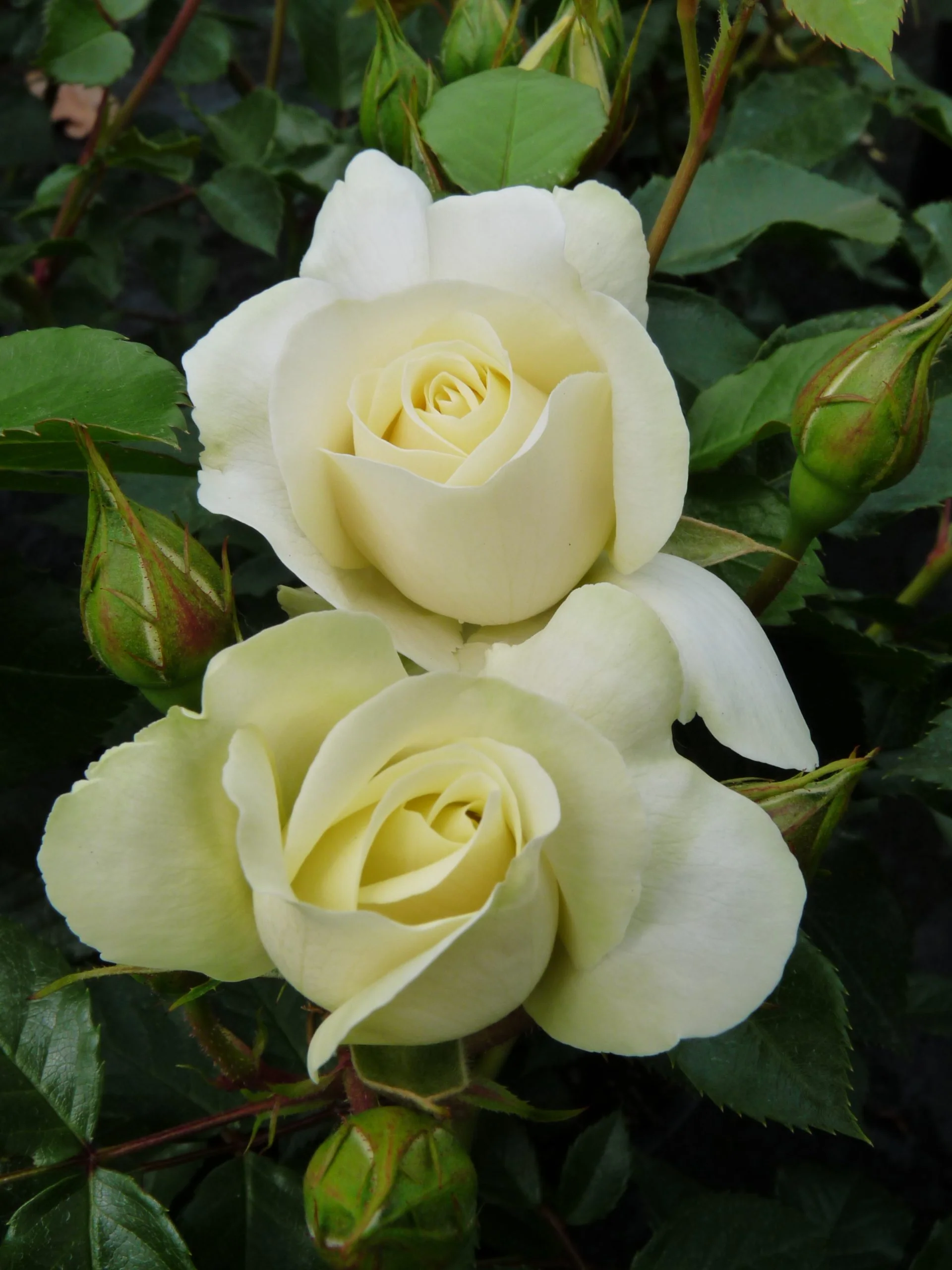 White Meilove Floribunda Rose 4.5 Litre