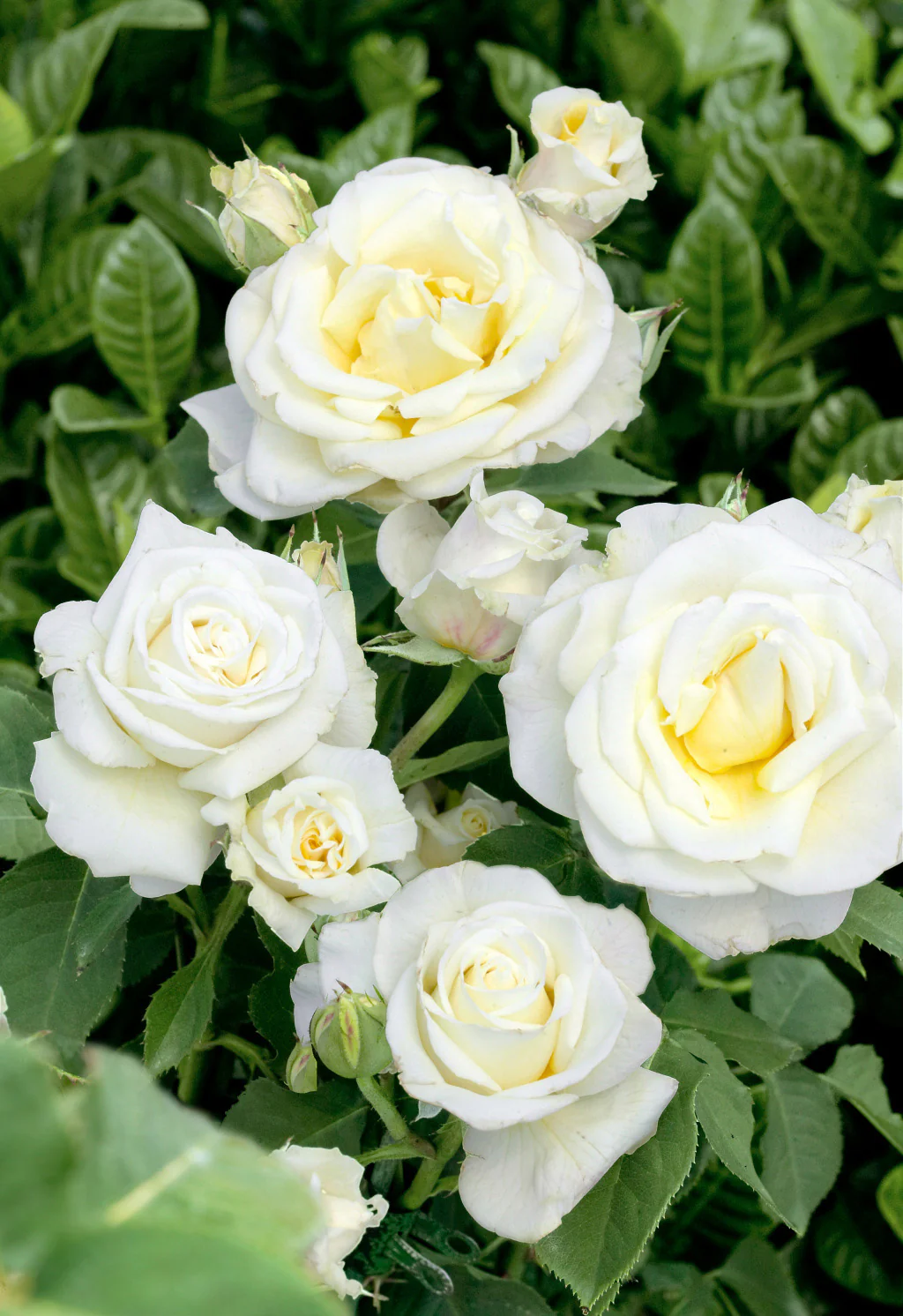 White Meilove Floribunda Rose 4.5 Litre - Image 2
