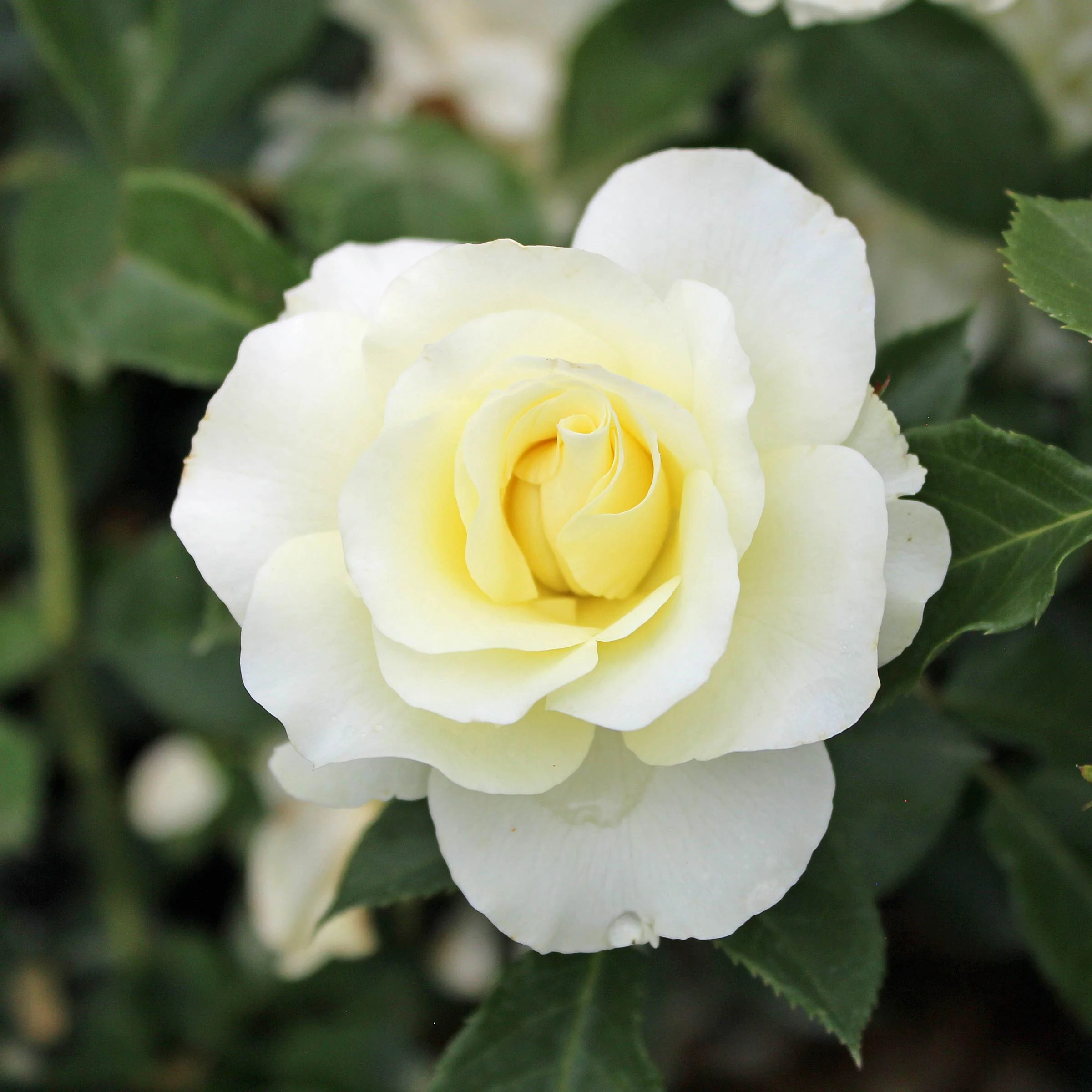 White Meilove Floribunda Rose 4.5 Litre - Image 3