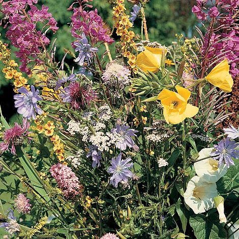 Wild Flower Meadowland - Image 2