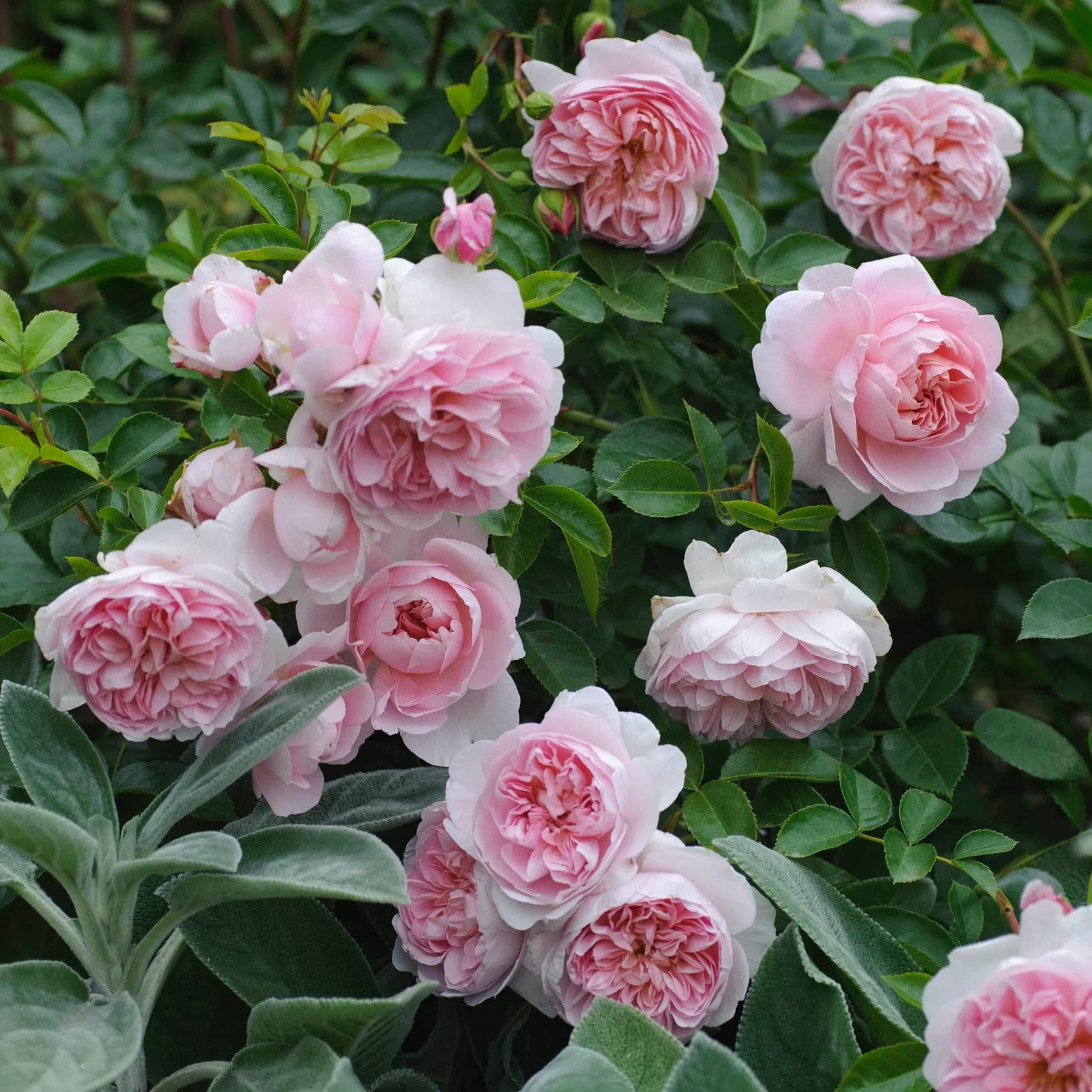 Wildeve David Austin Fragrant Rose 6 Litre - Image 10