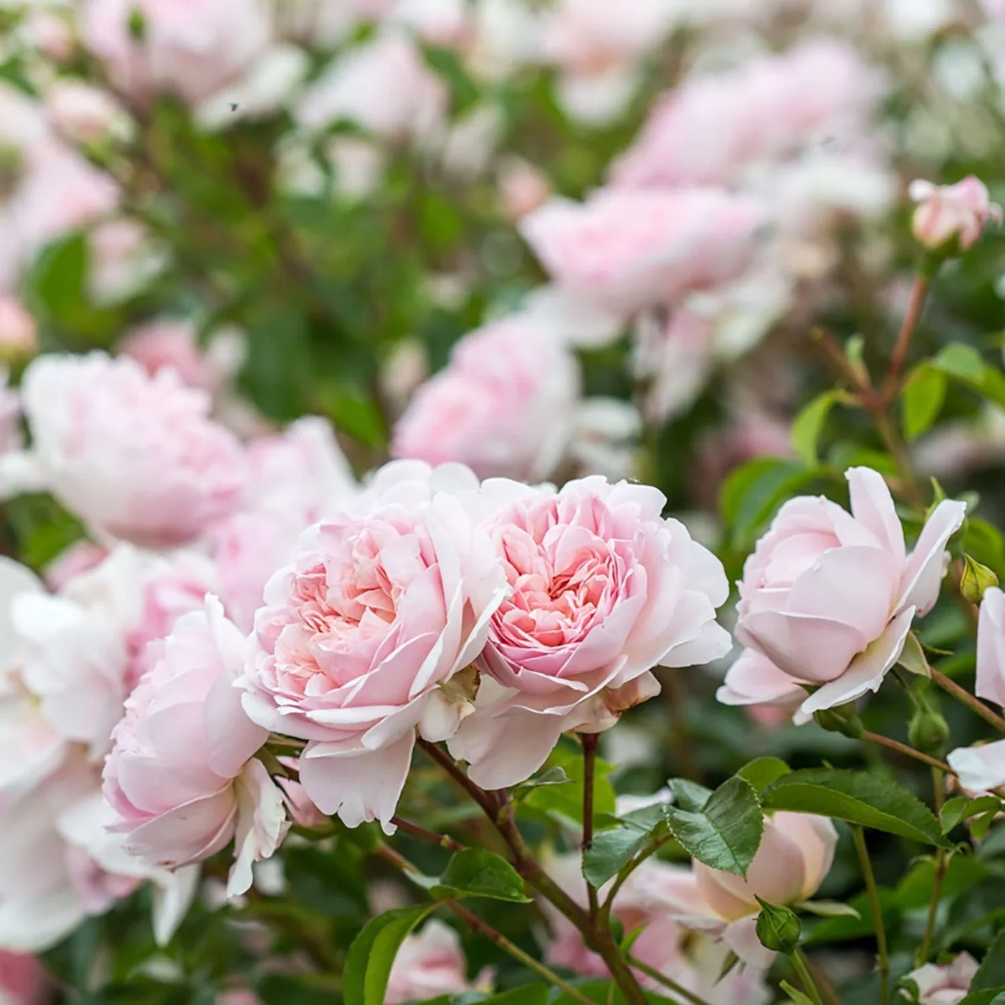 Wildeve David Austin Fragrant Rose 6 Litre - Image 3