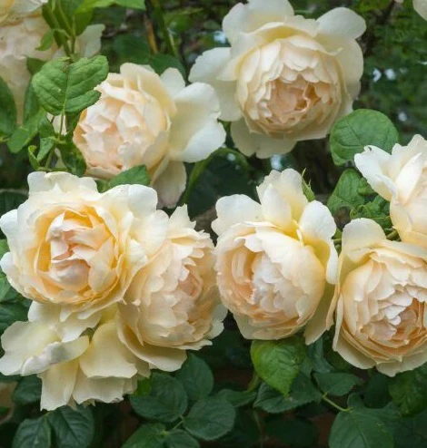 Wollerton Old Hall David Austin Fragrant Rose 6 Litre - Image 2