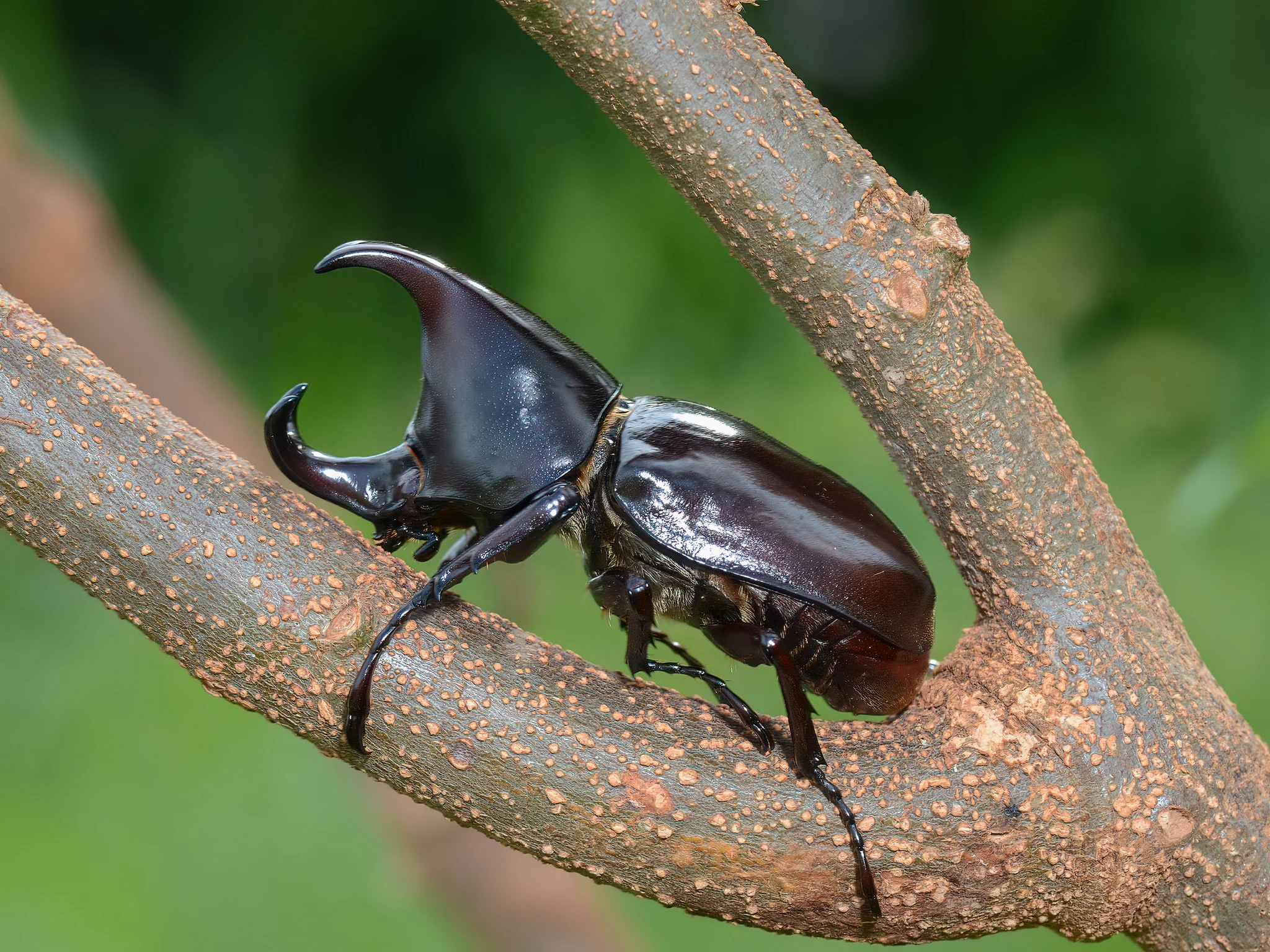 Rhinoceros Beetle | Xylotrupes beckeri larve