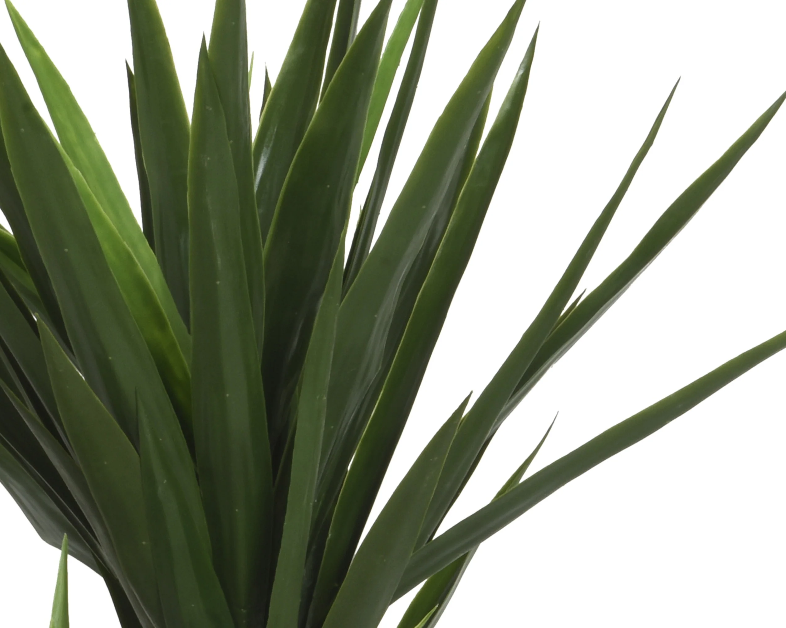 Yucca in pot - Image 2