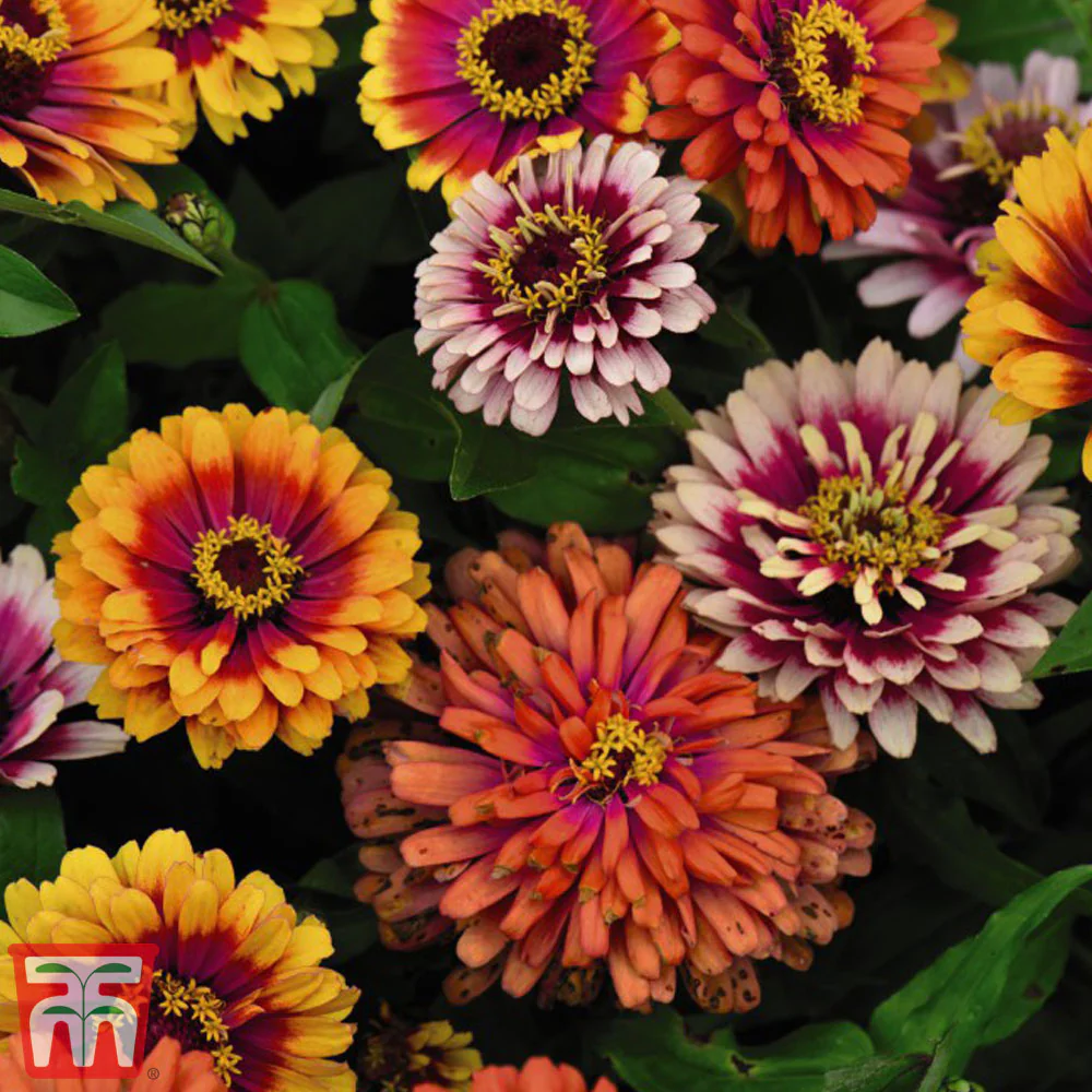Zinnia 'Funfair Mix' - Image 2